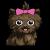 YORKIE