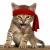 Rambo Kitten Crew
