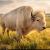 Wild white buffalo